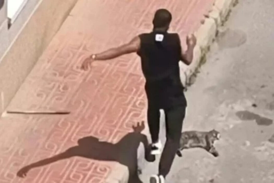 Detenido en Torrevieja el inmigrante colombiano condenado a la expulsión por matar al gato de su expareja Detenido en Torrevieja el inmigrante colombiano condenado a la expulsión por matar al gato de su expareja