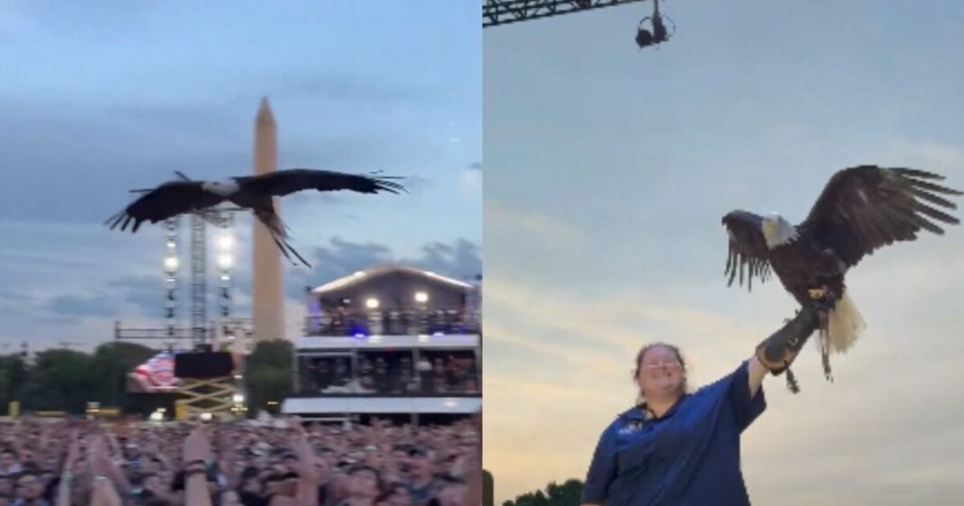 Un águila calva protagoniza el pesaje del UFC Freedom 250 en Washington Un águila calva protagoniza el pesaje del UFC Freedom 250 en Washington